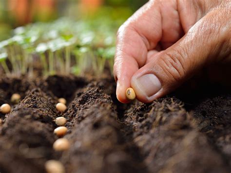 How To Plant Vegetable Seeds - Plant Ideas