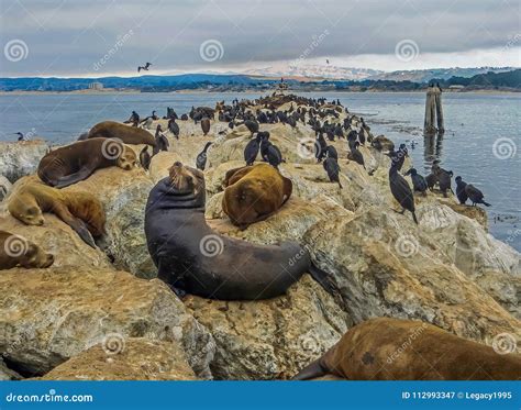 Monterey Bay, CA USA - Fisherman`s Wharf Sea Lions Stock Image - Image ...