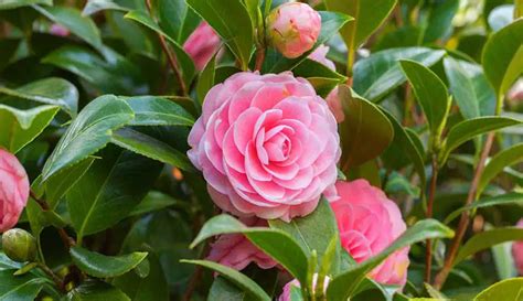 5 Best Fertilizer for Camellias | Recommendations