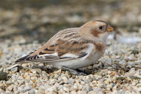 Snow Bunting (male-non-breeding) – Jeremy Meyer Photography