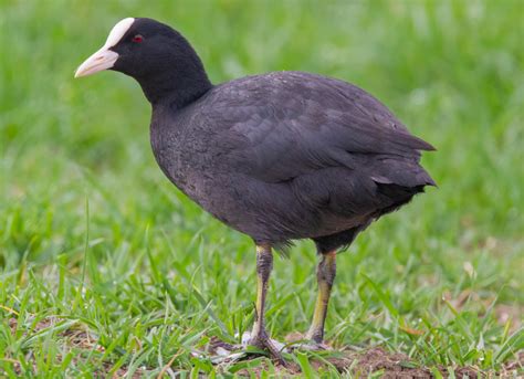 Bird of the month – November 2022 – The Coot – Vinters Valley Nature ...