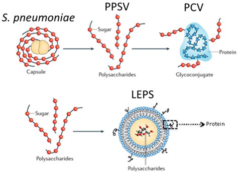 How Do Conjugate Vaccines Work