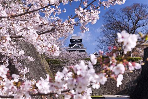 Les cerisiers en fleurs au Japon : à découvrir absolument ! - Blog Voyage