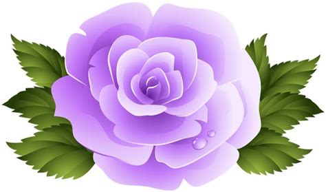 a pink rose with green leaves on a white background