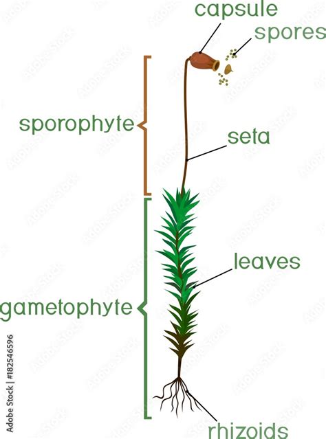 Structure of female plant haircap moss (gametophyte with sporophyte) with titles Stock Vector ...