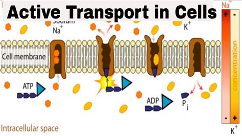 Active transport in cells - YouTube