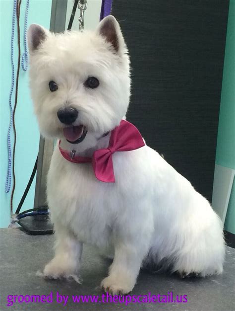 10 best Westie grooming images on Pinterest | Grooming dogs, Westies ...