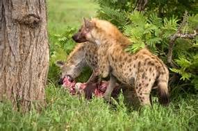 Hyena hunting habits claim lion's share › Dr Karl's Great Moments In Science (ABC Science)