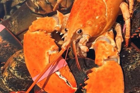 A Portland lobsterman caught 3 rare orange lobsters in 1 week | Flipboard