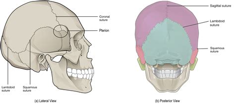 Cranial Sutures