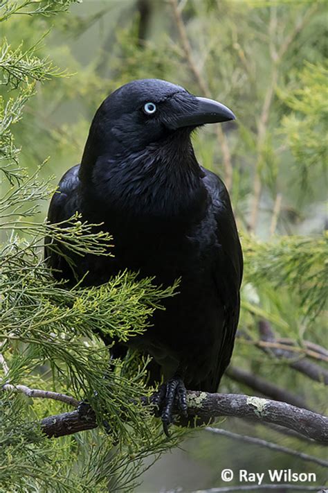 Forest Raven - Corvus tasmanicus