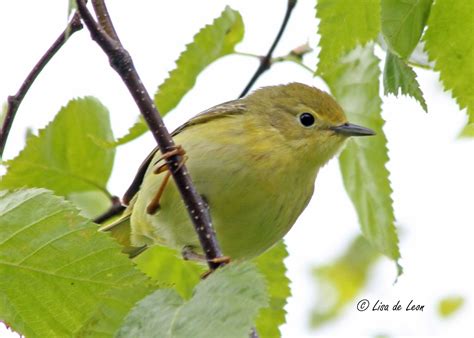 Birding with Lisa de Leon: Yellow Warbler Nest