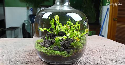 Learn How To Create Your Own Carnivorous Fly Trap Terrarium