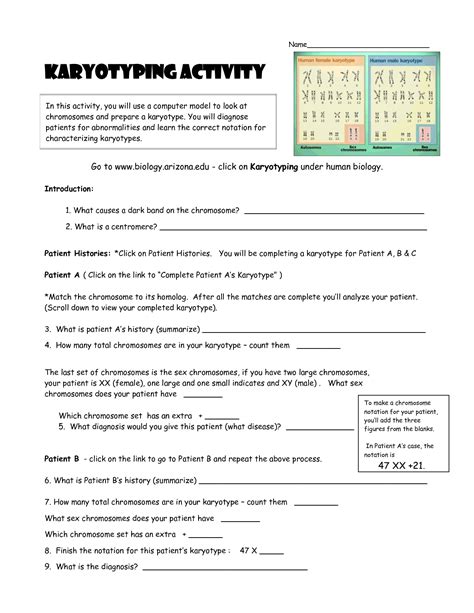 Biology Karyotype Worksheet - Printable Word Searches