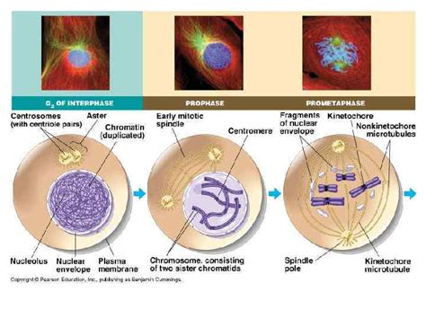 Mitosis Produces two identical daughter cells