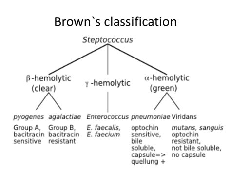 Classification of Streptococcus - Online Biology Notes