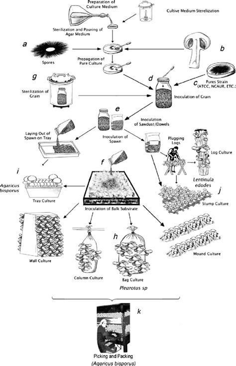 Cultivation and harvesting of mushroom | Download Scientific Diagram