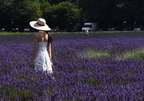 Mayfield Lavender FarmOffice Breaks