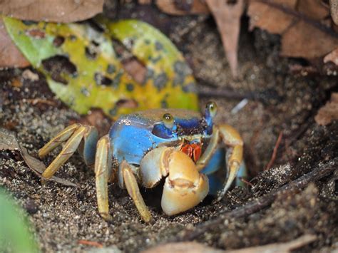 9 animals to see in Cahuita National Park - Tiny Travelogue