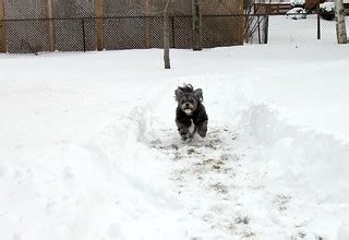 34:365 Speed | Out for a backyard run in the fresh snow! | Camera Eye ...