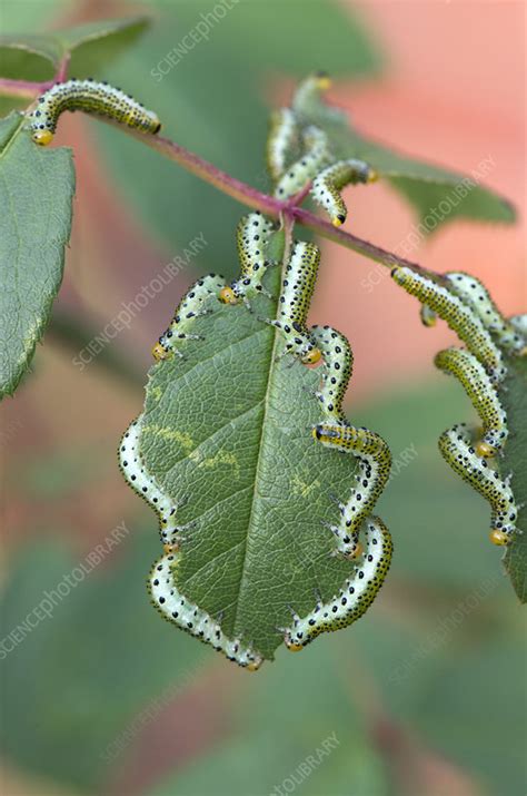 Rose sawfly larvae - Stock Image - C043/9357 - Science Photo Library