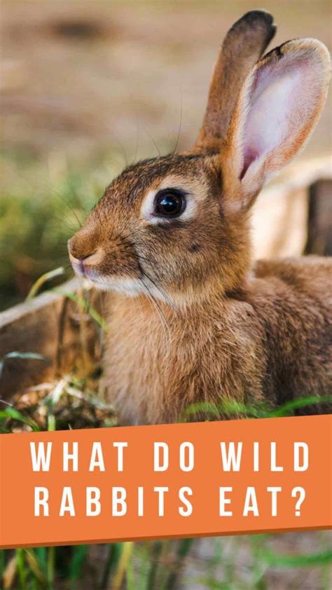 What Do Wild Rabbits Eat? A Guide To The Natural Wild Rabbit Diet ...