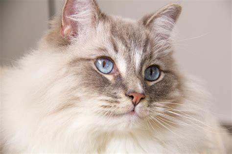 Health Problems of Ragdoll Cats - Symptoms to Look Out For