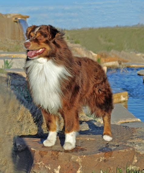 17 Red Tri Aussie ideas | australian shepherd dogs, australian shepherd ...