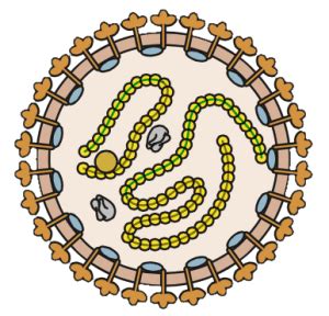 Lassa virus origin and evolution | Virology Blog