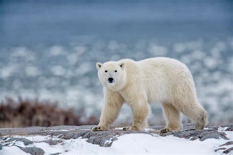 Polar Bears Playing In Flower Fields Captured By Canadian Photographer – Happiness Life