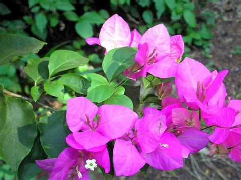 Bougainvillea spectabilis (Bougainvillea, Great Bougainvillea, Paper ...