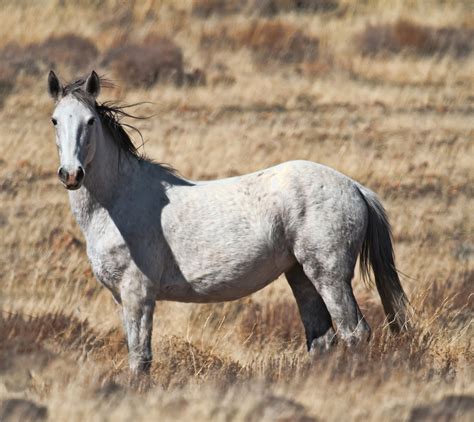 Wild Mustang Horse Photos | Images of Wild Mustang Horses