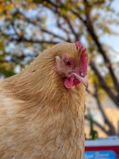 Chickens | Rivers Critters Ranch