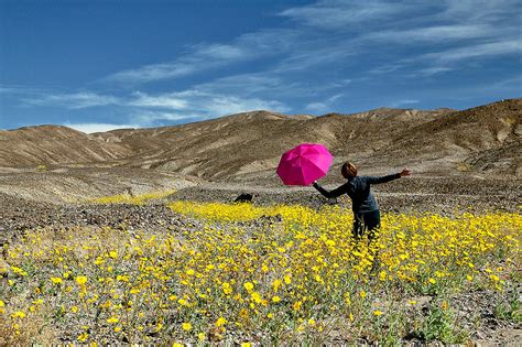 Death Valley Flowers Photograph by Terry Scussel