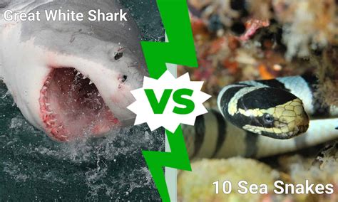 Epic Battles: Great White Shark Vs 10 Deadly Sea Snakes - A-Z Animals