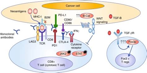 Immune checkpoint proteins: a focus on PD-1/PD-L1