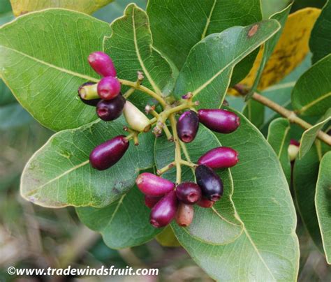 Water Berry - Syzygium cordatum