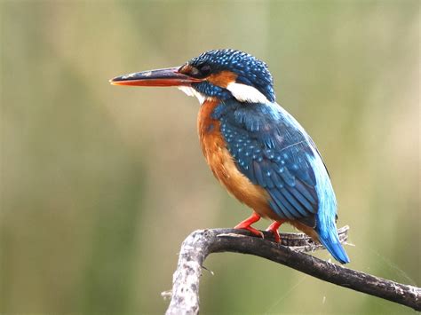 Kingfisher Bird Female