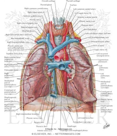 Great Vessels of Superior Mediastinum Relations of Trachea and Main Bronchi