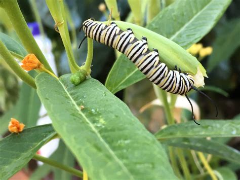 Monarch Butterfly Caterpillar - Orange County Coastkeeper