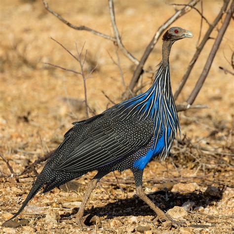 Definitive Guide To Vulturine Guineafowl Facts, Habitat, Conservation ...