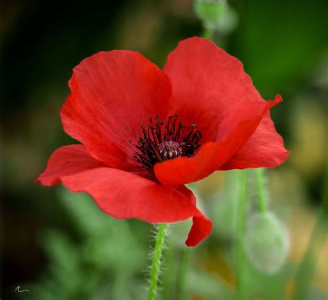 Poppy Flower 38 | Flower pictures, Poppy flower, Red poppies