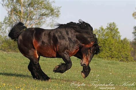 PICTURES OF Ardennes or Ardennais mare with foals | Horse breeds ...