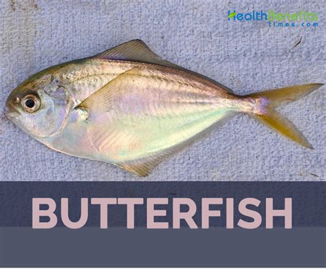 Butterfish facts and health benefits