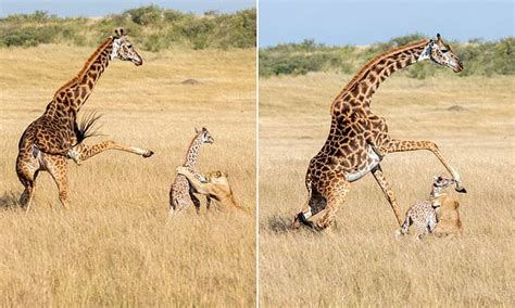 Giraffe accidentally kills her newborn calf with lethal kick while trying to see off lioness ...