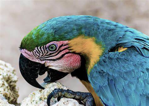 Blue Macaw Photograph by Darian Ryan - Fine Art America