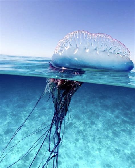 Portuguese Man-of-war (Not a Jellyfish) — Heal The Ocean