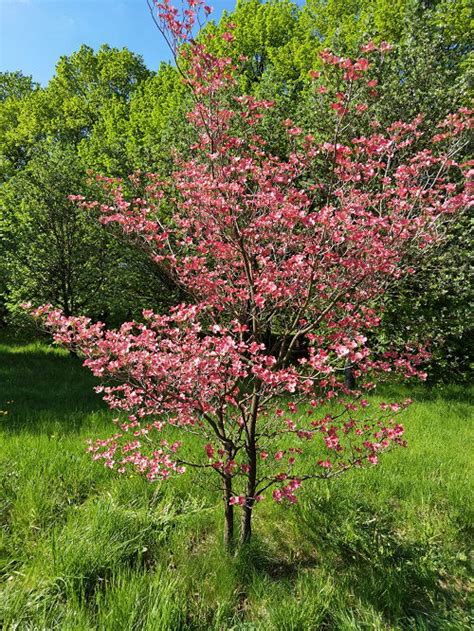 26 Different Types of Dogwood Tree Varieties