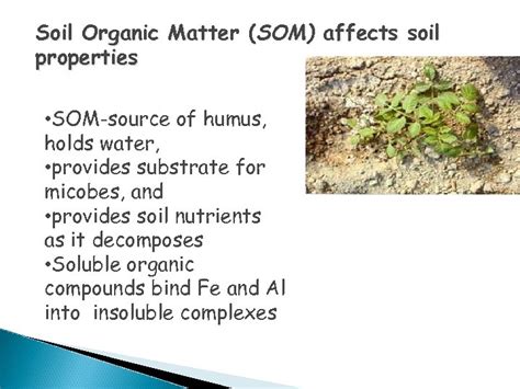 Chapter three Soil Organic Matter Soil Organic