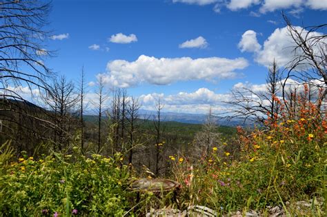 Hiking the Gila National Forest, Trail 154 - Signal Peak Road ...